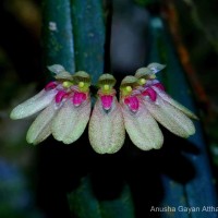 <i>Bulbophyllum elliae</i>  Rchb.f.